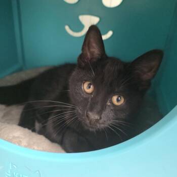 Blaine -  Domestic Short Hair Cat for Adoption in Oshkosh, Wisconsin - Blaine | PetCurious