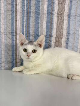 Rescue Domestic Short Hair Cats for Adoption in Greensburg, Pennsylvania - Cobalt | PetCurious