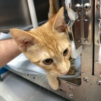 Cosmo -  Domestic Short Hair Cat for Adoption in Philadelphia, Pennsylvania - Cosmo | PetCurious