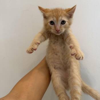 Domestic Short Hair Cats Available for Adoption - Harlem | PetCurious