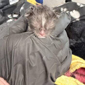 Jackie -  Domestic Medium Hair Cat for Adoption in Medford, Oregon - Jackie | PetCurious