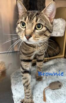 Rescue Domestic Short Hair Cats for Adoption in Trenton, New Jersey - Brownie | PetCurious