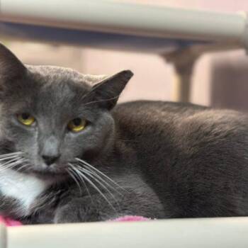 Koala -  Domestic Short Hair Cat for Adoption in Tipp City, Ohio - Koala | PetCurious