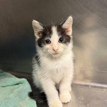 Koi -  Domestic Short Hair Cat for Adoption in Tuscaloosa, Alabama - Koi | PetCurious