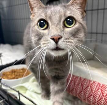 Beau -  Domestic Short Hair Cat for Adoption in Ellijay, Georgia - Beau | PetCurious