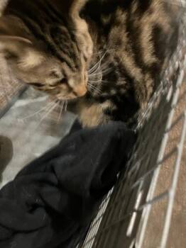 Domestic Medium Hair Cats Available for Adoption in Dallas, Texas - WORF | PetCurious
