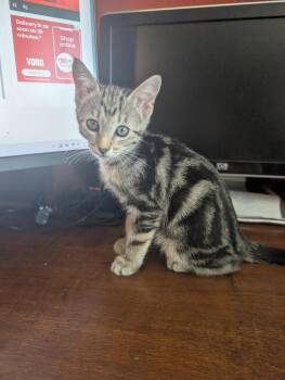 Sassy -  Domestic Short Hair Cat for Adoption in Oceanside, California - Sassy | PetCurious