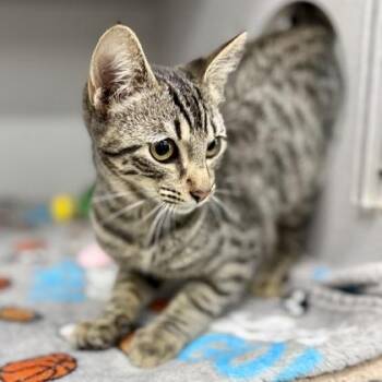 Drew Barrymore -  Domestic Short Hair Cat for Adoption in Atlanta, Georgia - Drew Barrymore | PetCurious
