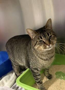 Domestic Short Hair Cats Available for Adoption - Jax | PetCurious