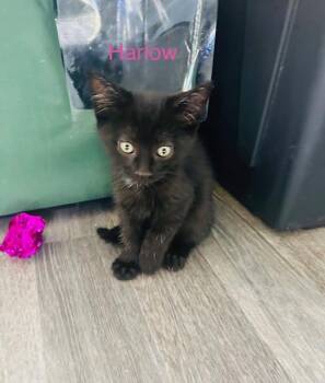 Rescue Domestic Short Hair Cats for Adoption in Klamath Falls, Oregon - Harlow | PetCurious