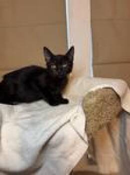 Rescue Domestic Short Hair Cats for Adoption in Chico, California - Samantha | PetCurious
