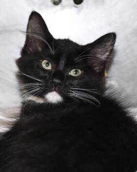 Oncilla (PetSmart S Claiborne) -  Domestic Short Hair Cat for Adoption in New Orleans, Louisiana - Oncilla (PetSmart S Claiborne) | PetCurious