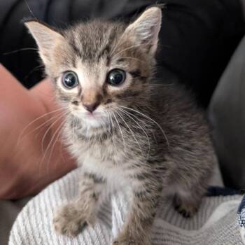 Gatsby -  Domestic Short Hair Cat for Adoption in Las Cruces, New Mexico - Gatsby | PetCurious
