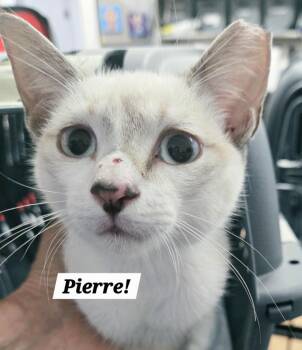 Pierre -  Siamese and Domestic Short Hair Cat for Adoption in San Antonio, Texas - Pierre | PetCurious