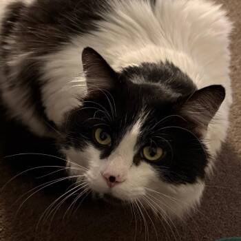 Lepurrchaun -  Domestic Long Hair Cat for Adoption in Tucson, Arizona - Lepurrchaun | PetCurious