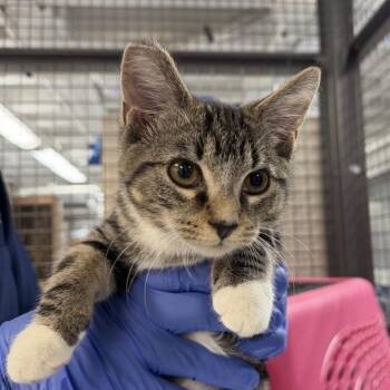 Sofie -  Domestic Short Hair Cat for Adoption in New York, New York - Sofie | PetCurious