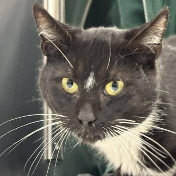 Domestic Short Hair Cats Available for Adoption in Philadelphia, Pennsylvania - Cookie Mookie | PetCurious