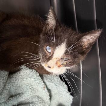 AHNJ-Stray-120829 -  Domestic Short Hair Cat for Adoption in Newark, New Jersey - AHNJ-Stray-120829 | PetCurious