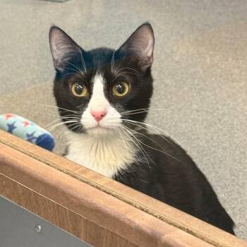 Domestic Short Hair Cats Available for Adoption in Fort Collins, Colorado - Armadillo | PetCurious