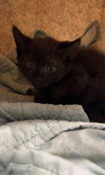 Tortellini -  Domestic Short Hair Cat for Adoption in Daytona Beach, Florida - Tortellini | PetCurious
