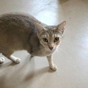Uma -  Domestic Short Hair Cat for Adoption in Fairport, New York - Uma | PetCurious