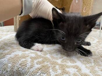 Domestic Short Hair Cats Available for Adoption in Rancho Cucamonga, California - SQUIRT | PetCurious
