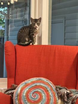 Tabby and Domestic Short Hair Cats Available for Adoption in Dallas, Texas - Vernon | PetCurious