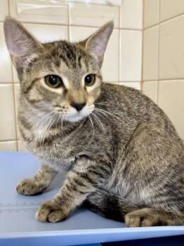 Trudy -  Domestic Short Hair Cat for Adoption in San Antonio, Texas - Trudy | PetCurious