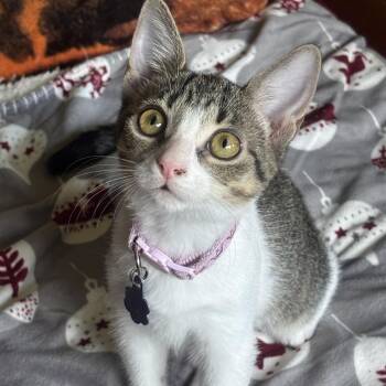 Lucy -  Domestic Short Hair Cat for Adoption in Titusville, Florida - Lucy | PetCurious