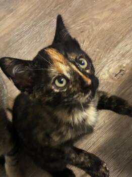 Dolly (bonded with Jolene) -  Domestic Short Hair Cat for Adoption in San Francisco, California - Dolly (bonded With Jolene) | PetCurious