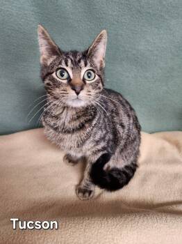 Rescue Domestic Short Hair Cats for Adoption in Wabash, Indiana - Tucson | PetCurious