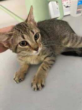 Presley -  Domestic Short Hair Cat for Adoption in Cumming, Georgia - Presley | PetCurious