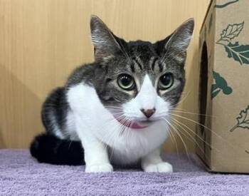 Domestic Short Hair Cats Available for Adoption in Brentwood, Missouri - LOVEY | PetCurious