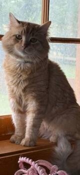 Simba -  Domestic Medium Hair Cat for Adoption in Harpers Ferry, West Virginia - Simba | PetCurious