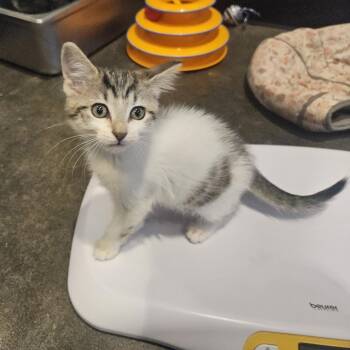Undertele 13 -  Domestic Short Hair Cat for Adoption in Austin, Texas - Undertele 13 | PetCurious