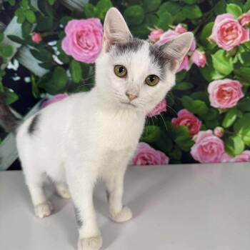 Rescue Domestic Short Hair Cats for Adoption in Greensburg, Pennsylvania - Pixie | PetCurious