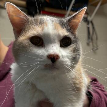 Calliope -  Domestic Short Hair Cat for Adoption in Dekalb, Illinois - Calliope | PetCurious