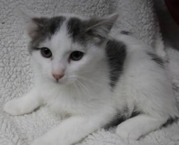 Butch -  Domestic Medium Hair Cat for Adoption in Thief River Falls, Minnesota - Butch | PetCurious