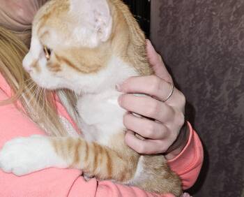 Rescue Domestic Short Hair Cats for Adoption in Mansfield, Pennsylvania - Butterscotch | PetCurious