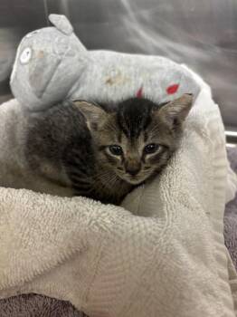 NELLIE -  Domestic Short Hair Cat for Adoption in Conroe, Texas - NELLIE | PetCurious