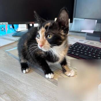 Maisy -  Domestic Short Hair Cat for Adoption in Belfair, Washington - Maisy | PetCurious