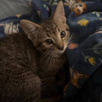 Tabitha -  Domestic Short Hair Cat for Adoption in Buffalo, New York - Tabitha | PetCurious