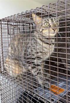 Domestic Short Hair Cats Available for Adoption - KITKAT | PetCurious