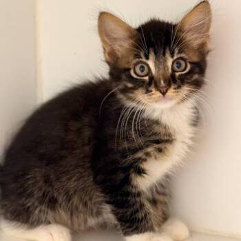 Oswin -  Domestic Short Hair Cat for Adoption in Cumming, Georgia - Oswin | PetCurious