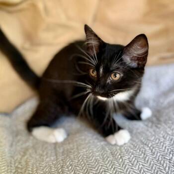 Sal Via -  Domestic Short Hair Cat for Adoption in Williston, Florida - Sal Via | PetCurious