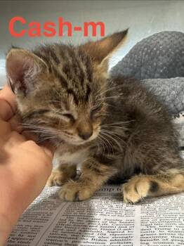 Tabby Cats Available for Adoption in Brookhaven, Mississippi - Cash 26 | PetCurious