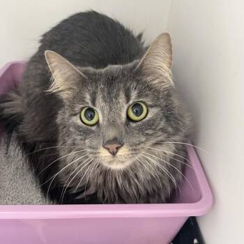 Mia -  Domestic Long Hair Cat for Adoption in Crookston, Minnesota - Mia | PetCurious