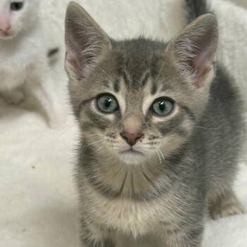 Astro 2 -  Domestic Short Hair Cat for Adoption - Astro 2 | PetCurious