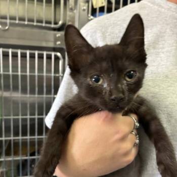 COCO -  Domestic Short Hair Cat for Adoption in Pensacola, Florida - COCO | PetCurious