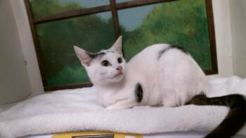 FLEBEBE -  Domestic Short Hair Cat for Adoption in Houston, Texas - FLEBEBE | PetCurious
